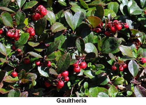 Gaultheria.jpg