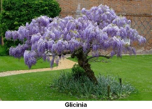 Glicinia.jpg