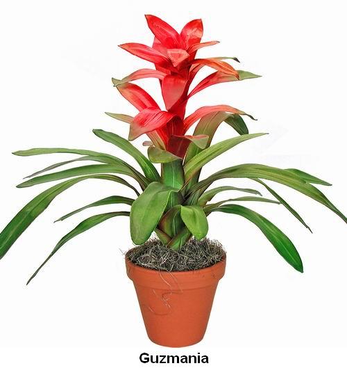 Guzmania.jpg