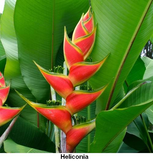 Heliconia.jpg