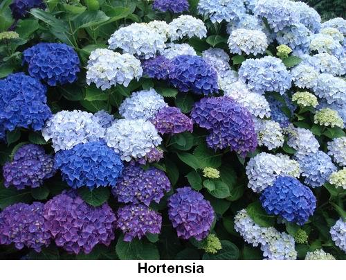 Hortensia.jpg