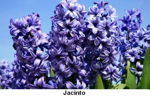 Jacinto.jpg
