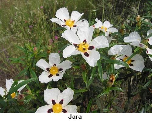 Jara.jpg