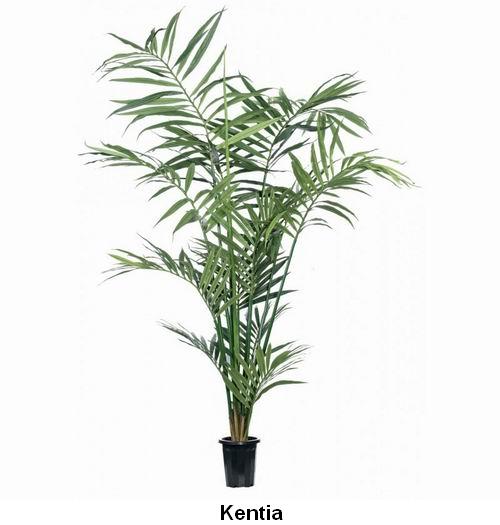 Kentia.jpg