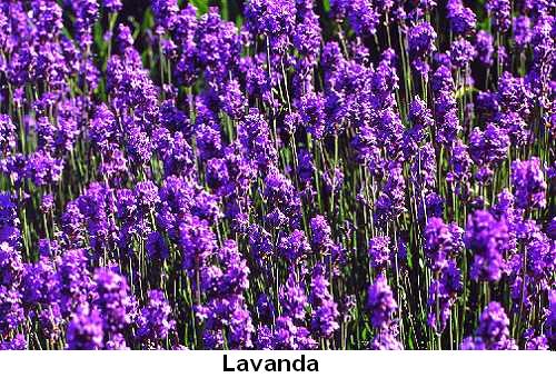 Lavanda.jpg