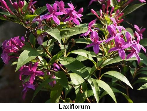 Laxiflorum.jpg