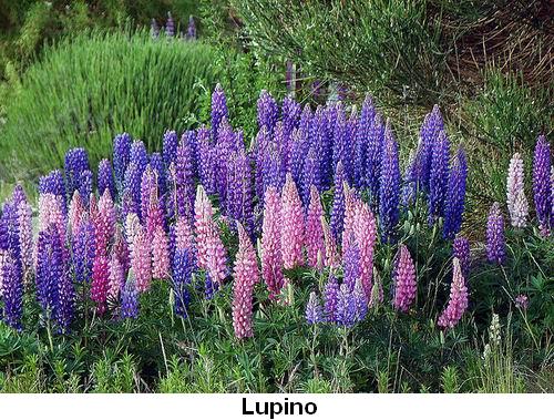 Lupino.jpg