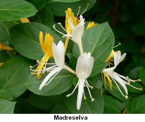 Madreselva.jpg