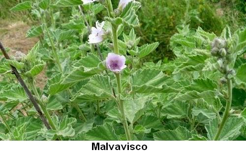 Malvavisco.jpg