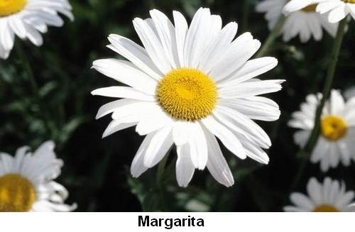 Margarita.jpg