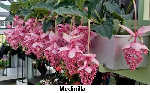 Medinilla.jpg