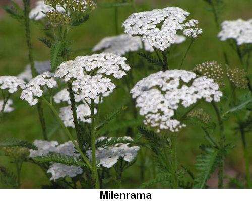 Milenrama.jpg