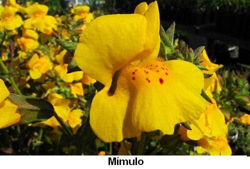 Mímulo.jpg