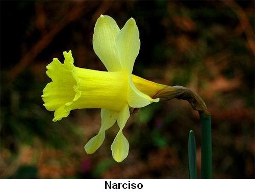 Narciso.jpg