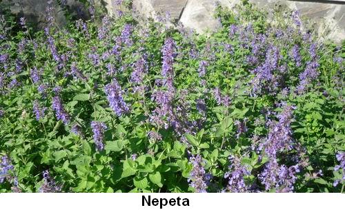 Nepeta.jpg