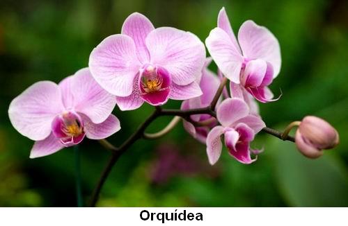 Orquídea.jpg