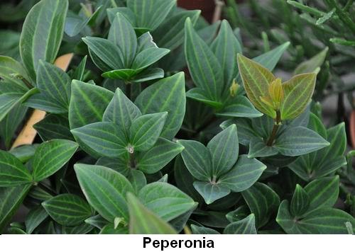 Peperonia.jpg