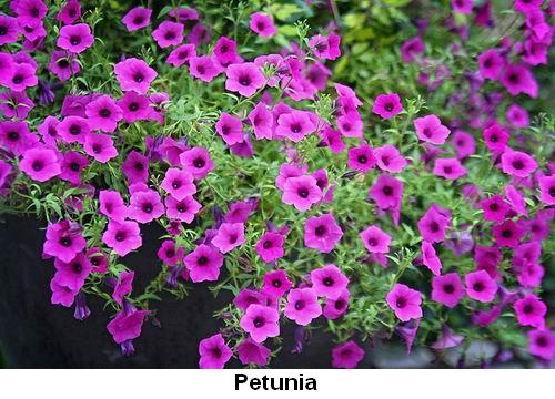 Petunia.jpg