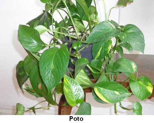 Poto.jpg