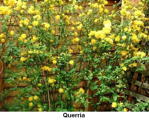 Querria.jpg