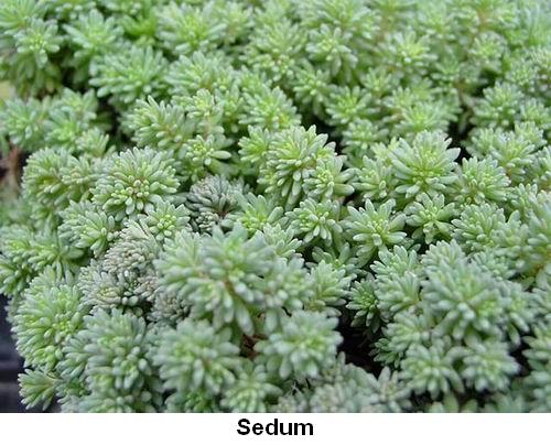 Sedum.jpg