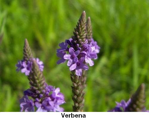 Verbena.jpg